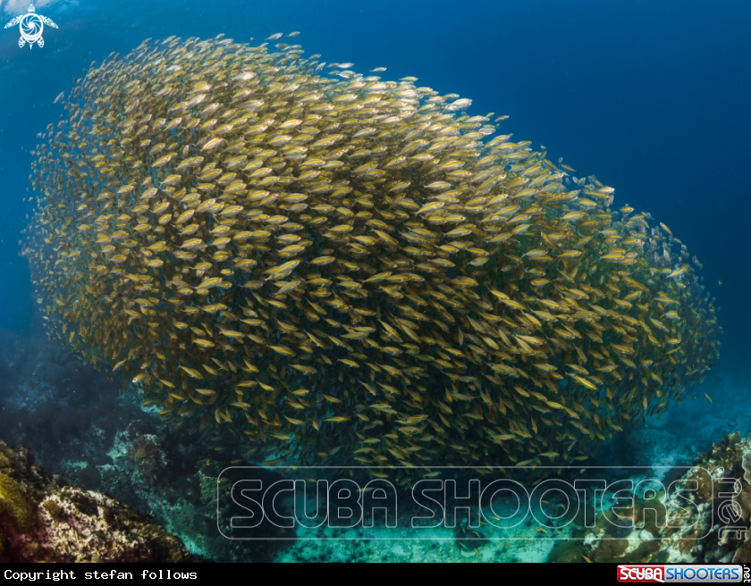 A Oxeye Scad