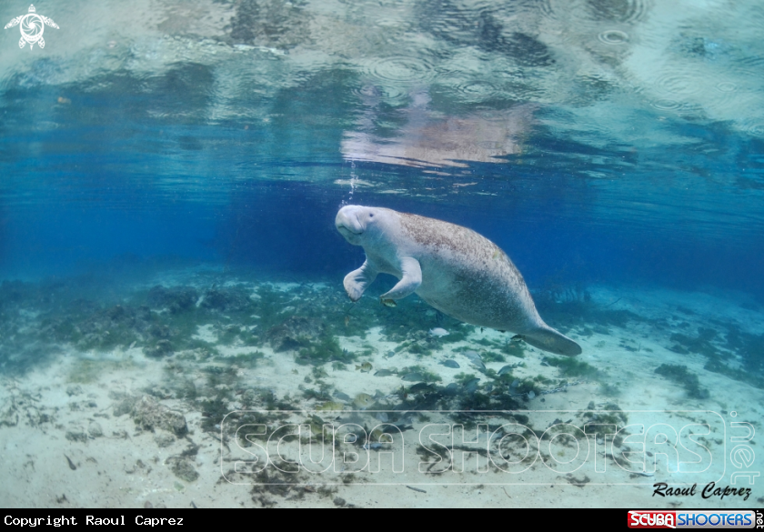 A Manatee