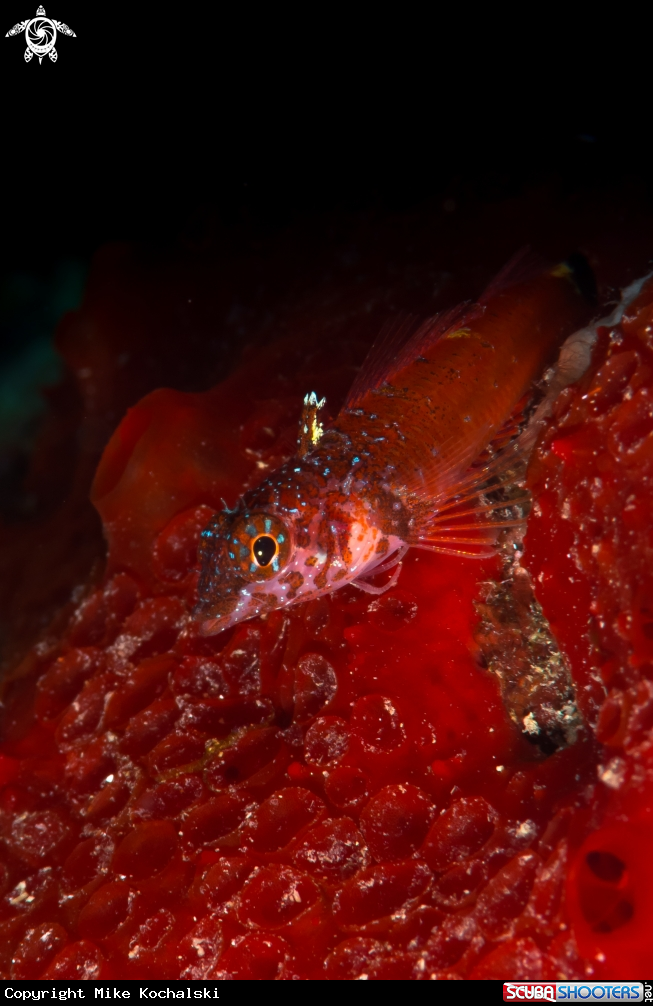 A Small Triplefin