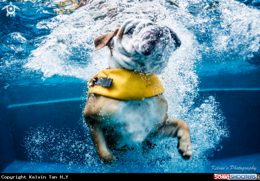 A UW dog