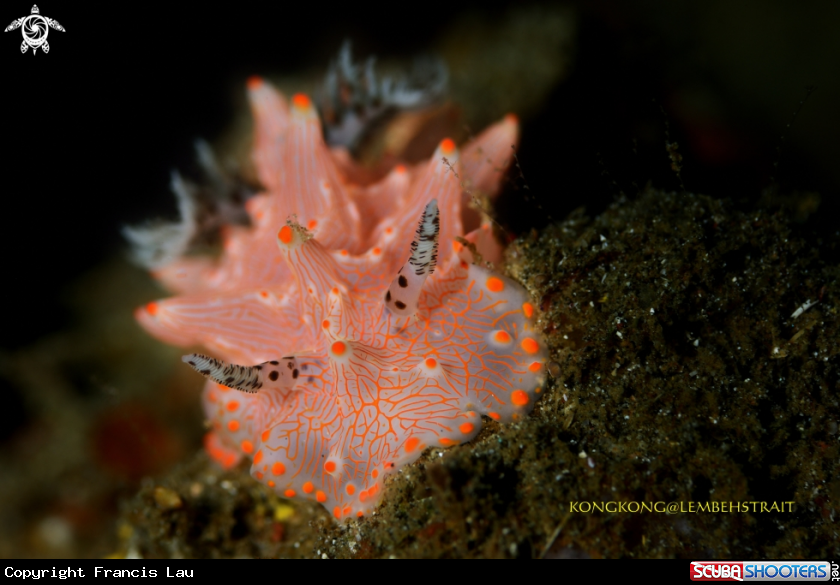 A Nudibranch