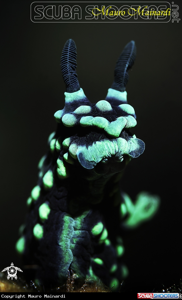A Nudibranch