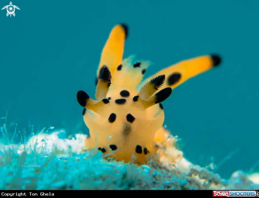 A Picacho Nudibranch