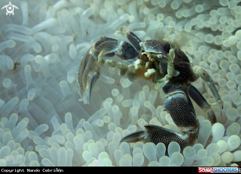 A Porcelain crab 