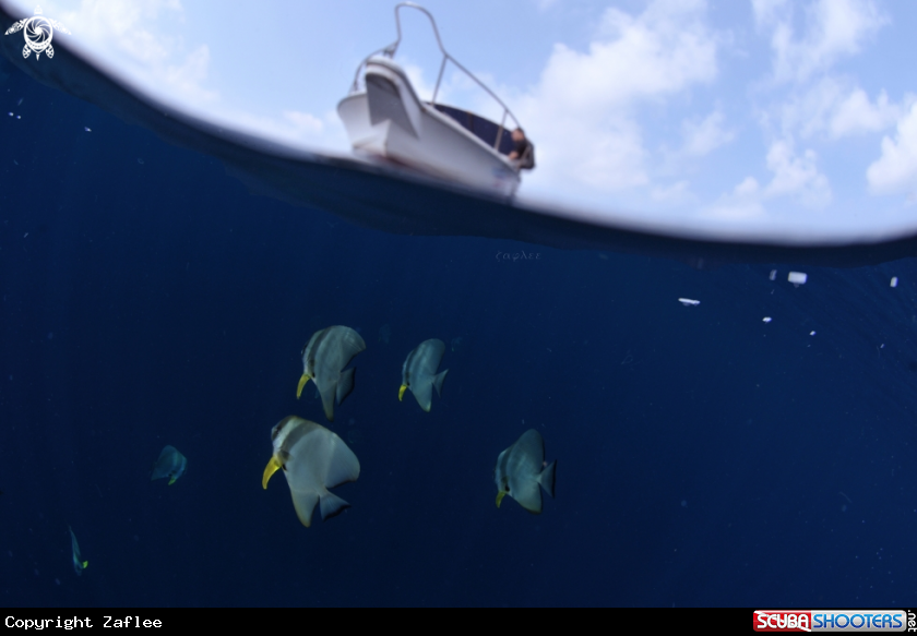 A BATFISH