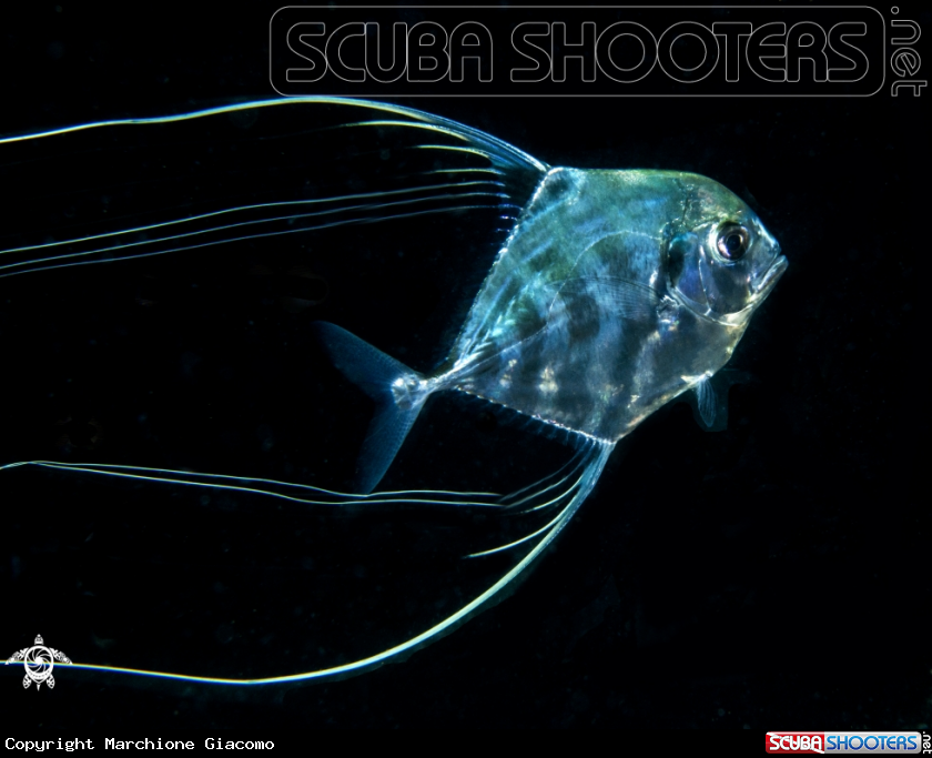 A Alectis ciliaris