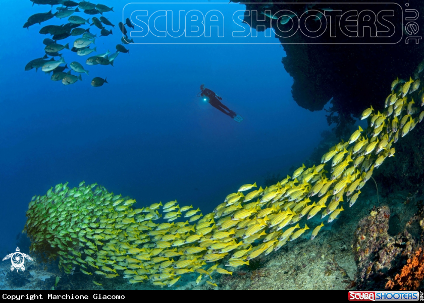 A Blue stripes snappers