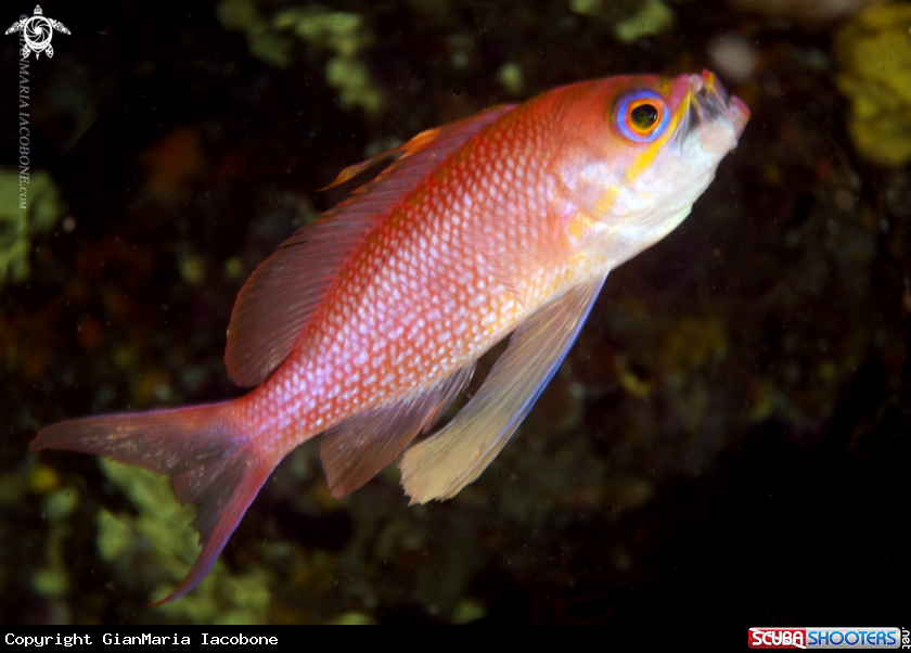 A Anthias