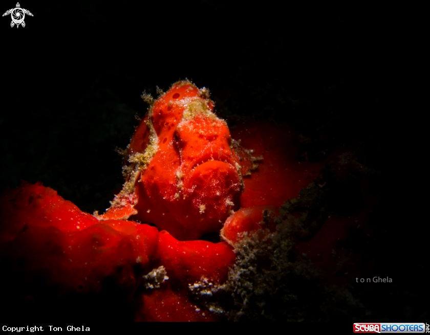 A Juvinile Painted Frogfish