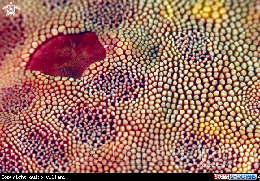 A Marine Red Star
