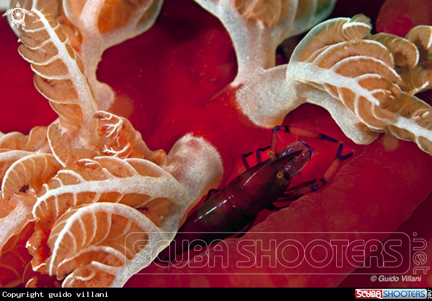 A Empereor shrimp