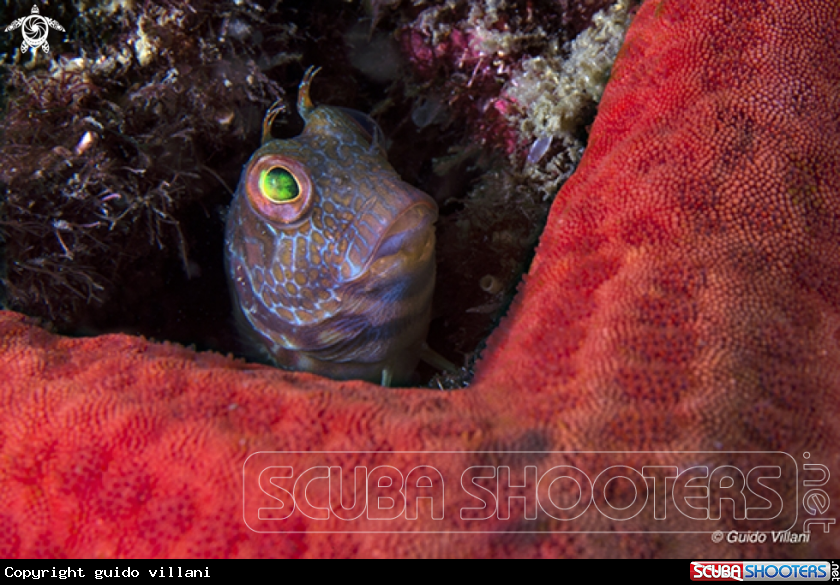 A African Blenny
