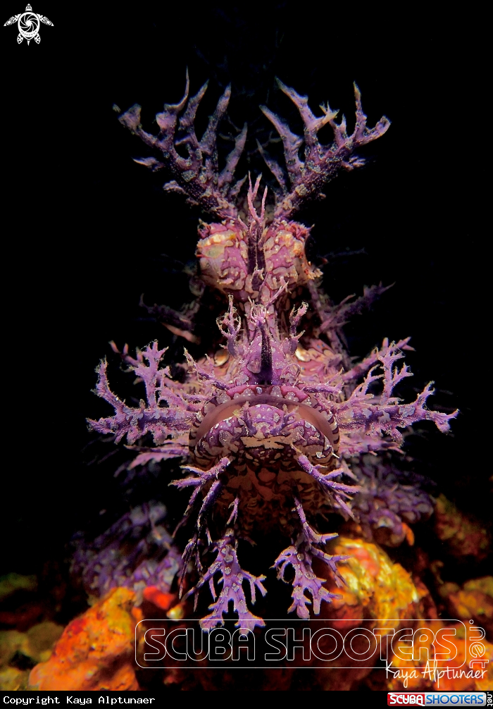 A Rhinopias 