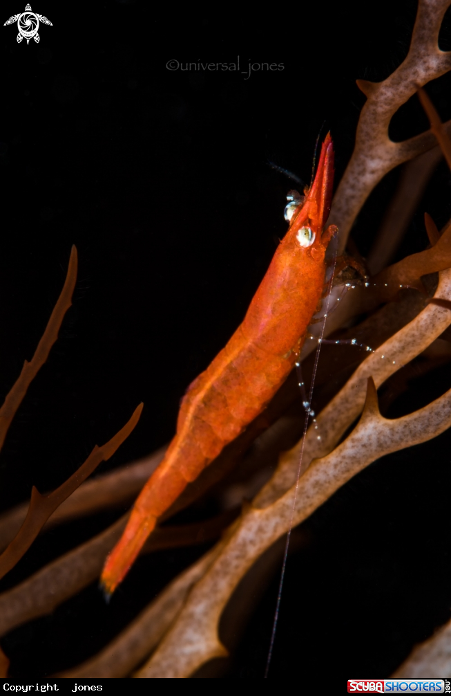 A Shrimp
