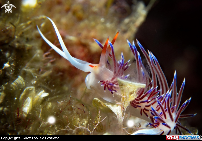 A Cratena peregrina