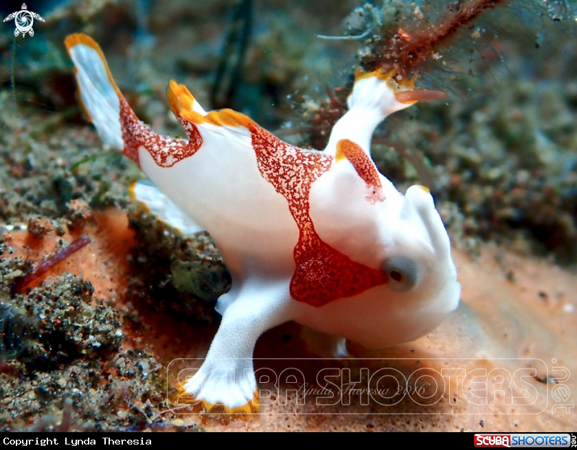 A Warty or Clown Anglerfish (Frogfish)