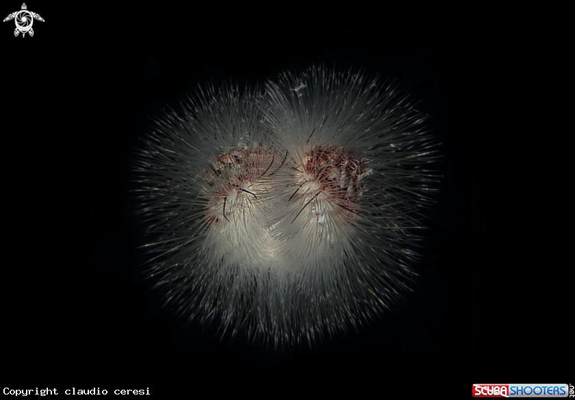 A vermocane , The bearded fireworm ,