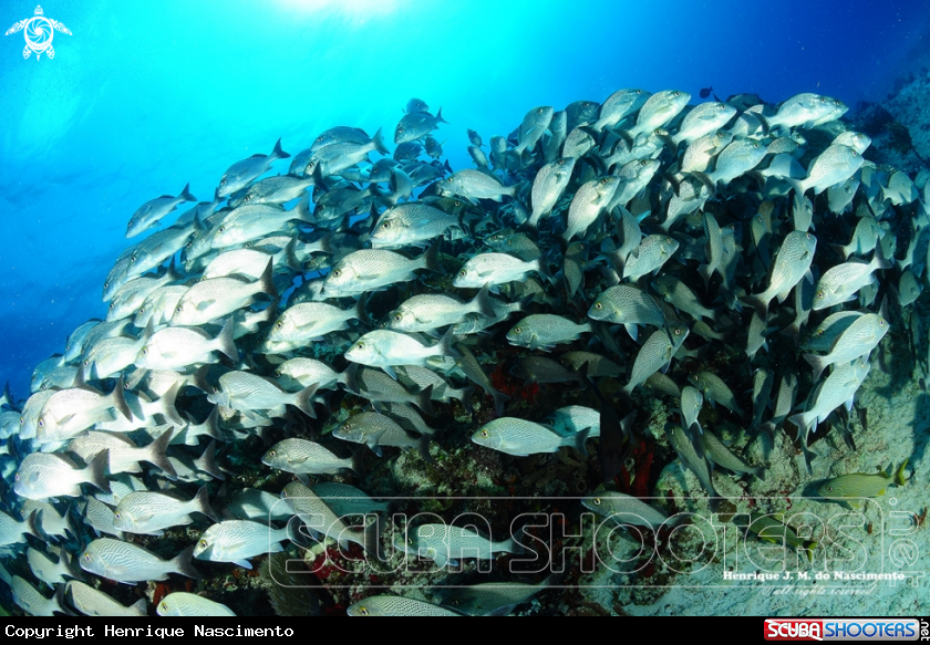 A fish