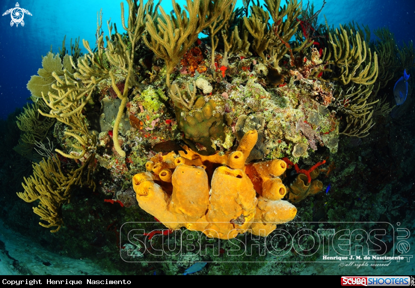 A pipe and corals