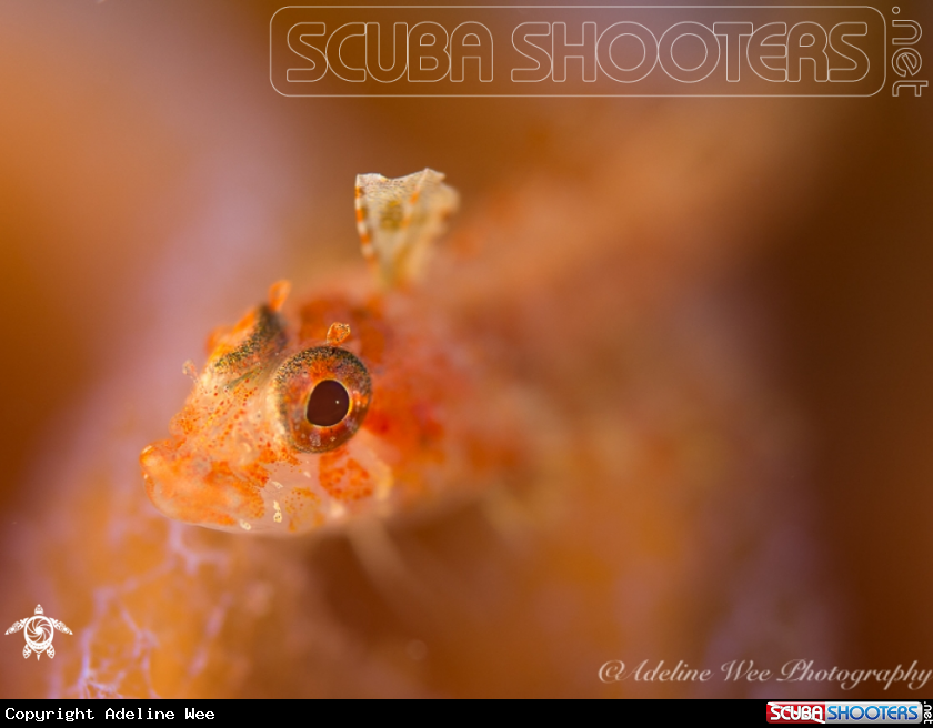 A Dragonet