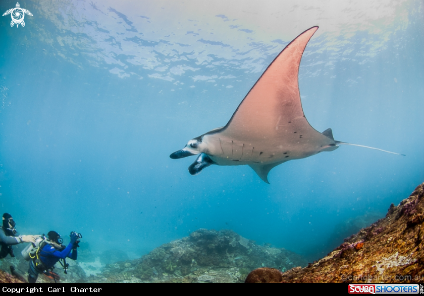 A Manta