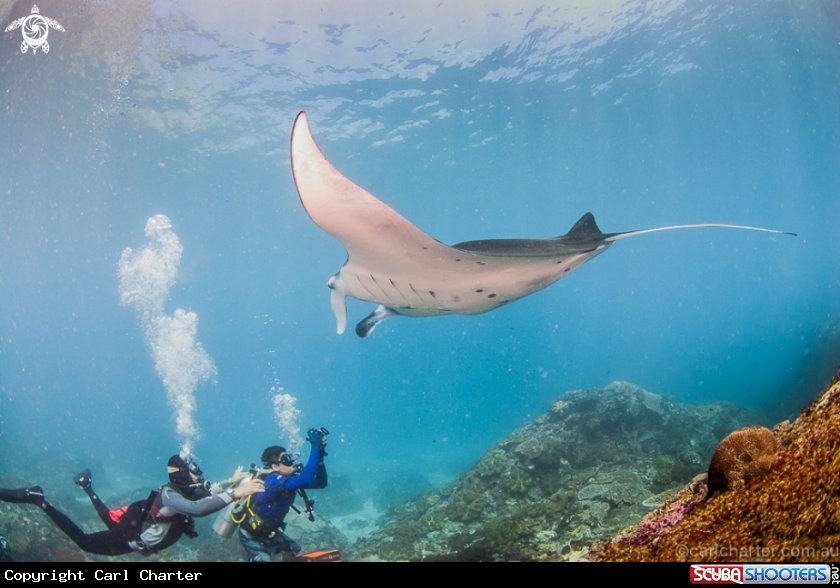 A Manta