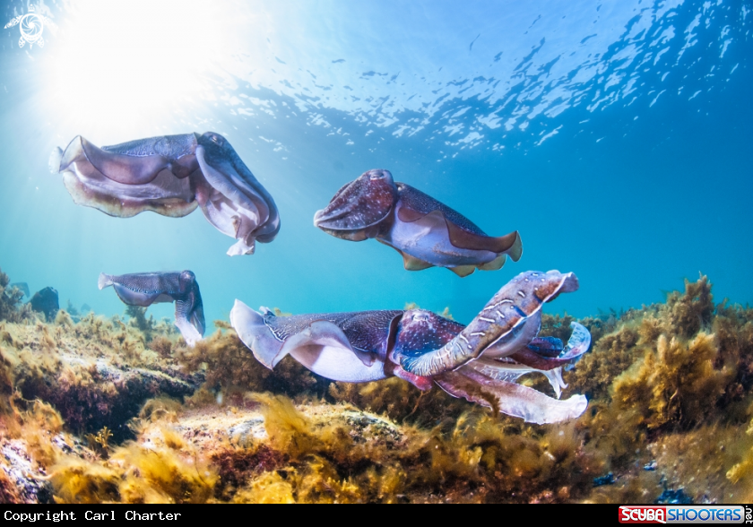 A Giant Australian cuttlefish