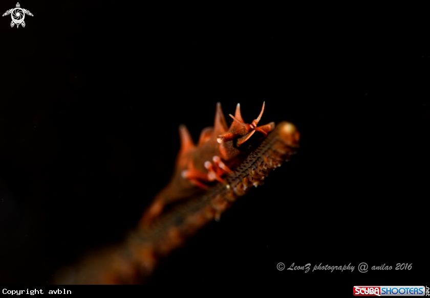 A dragon shrimp