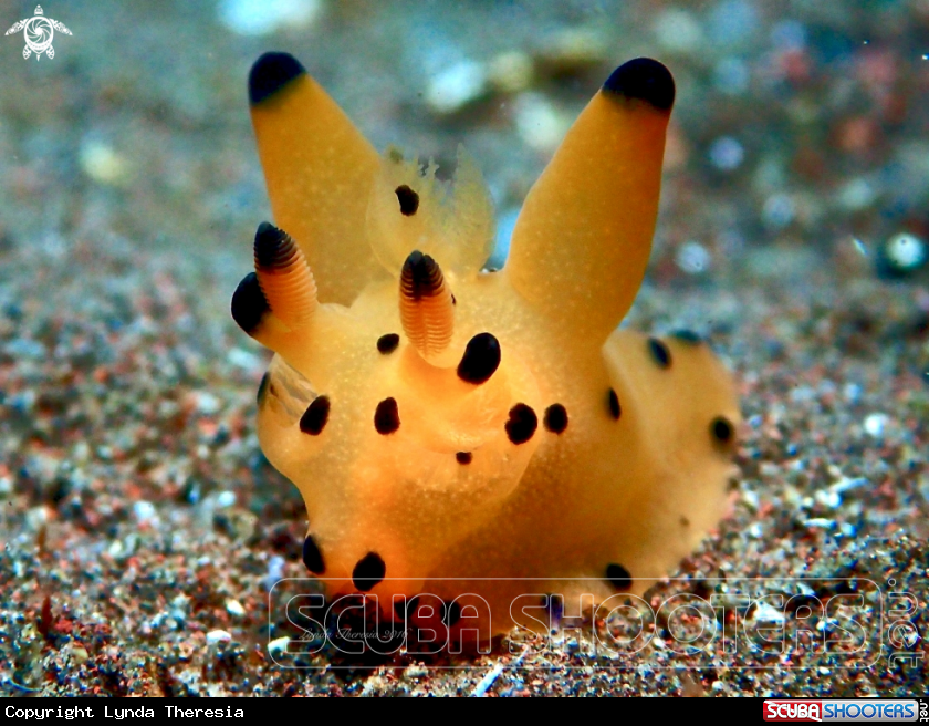 A Pikachu Nudi