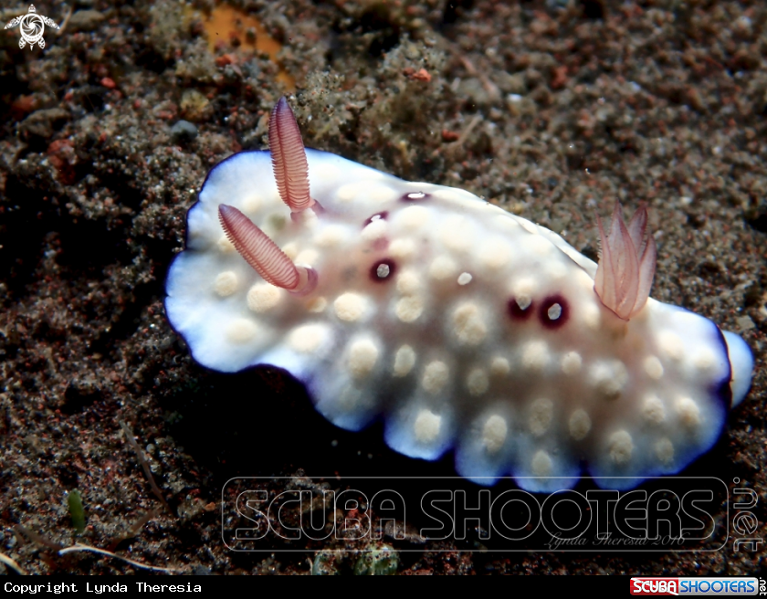 A Goniobranchus hintuanensis