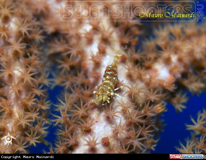 A Shrimp