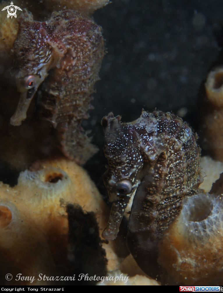A White's seahorse