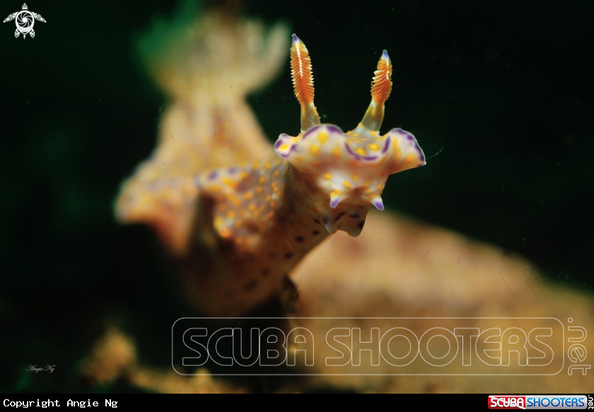 A Nudi
