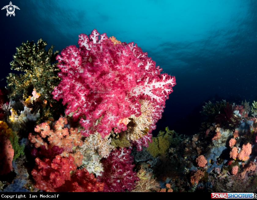 A Soft Coral