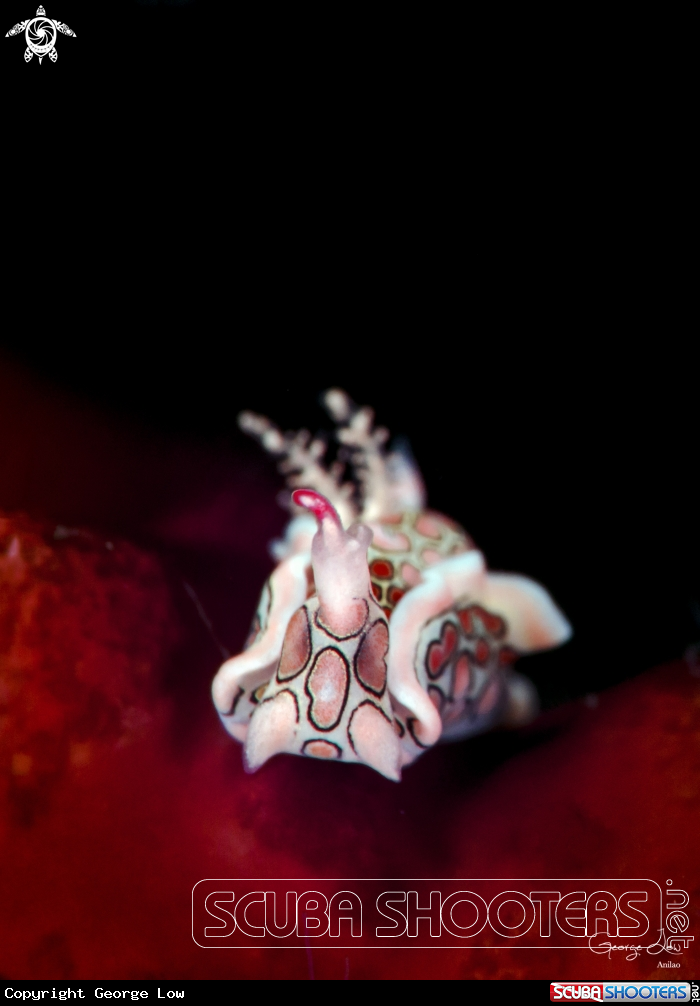 A psychedelic batwing slug