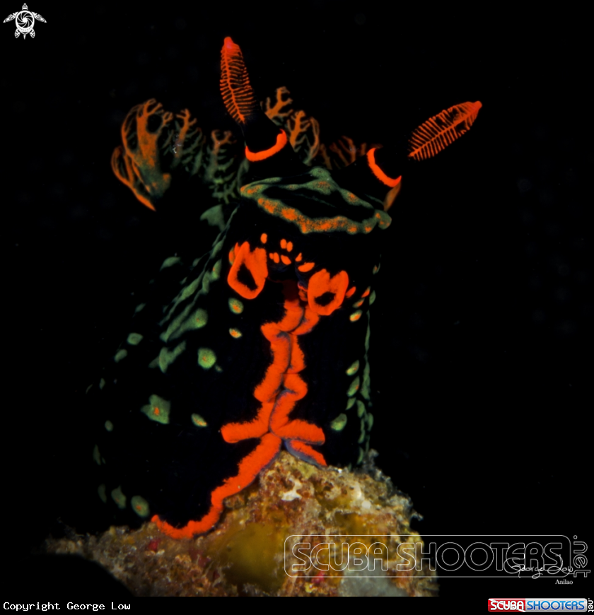 A Nembrotha kubaryana
