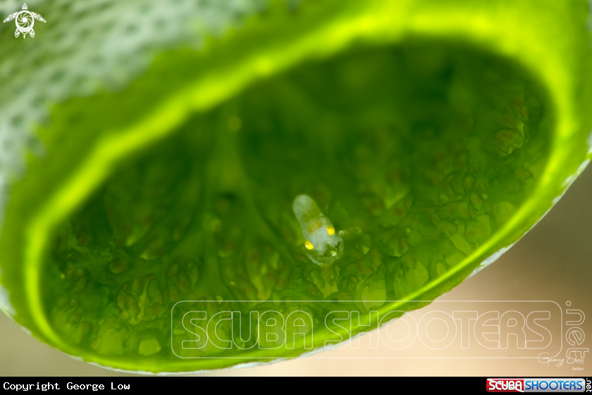 A Tunicate Shrimp