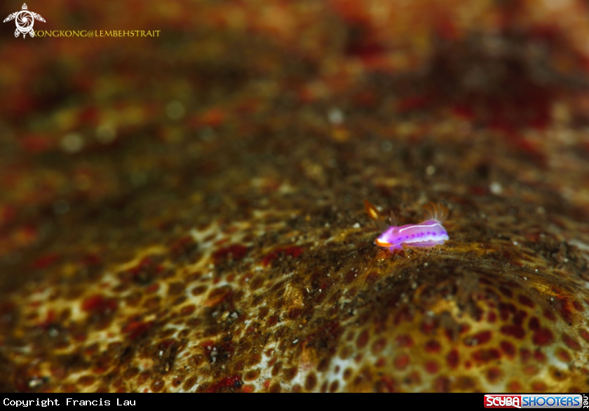 A Nudibranch
