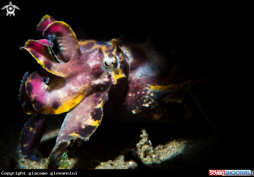 A flamboyant cuttlefish