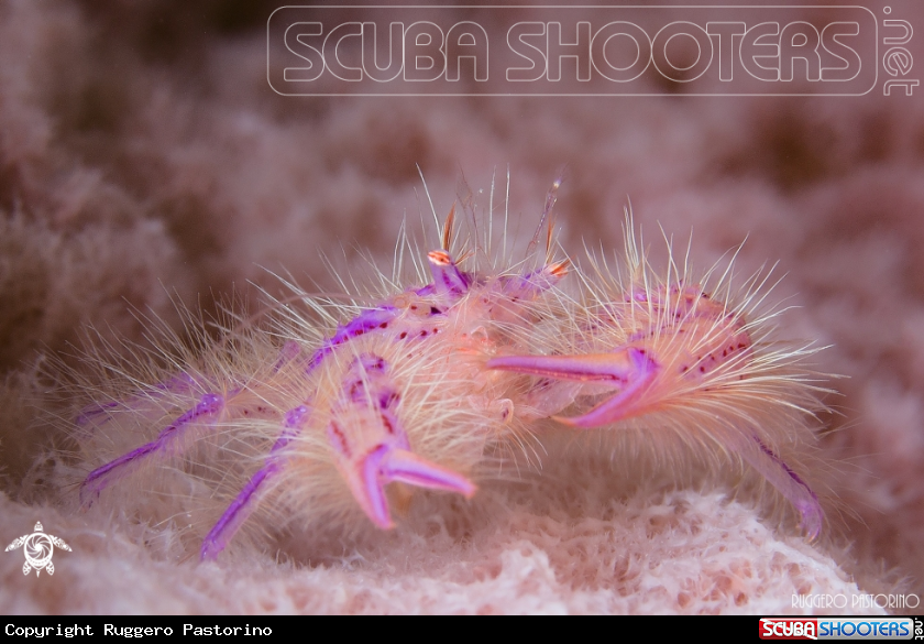 A Squat lobster