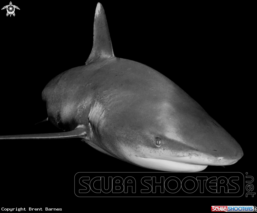 A Oceanic White Tip Shark