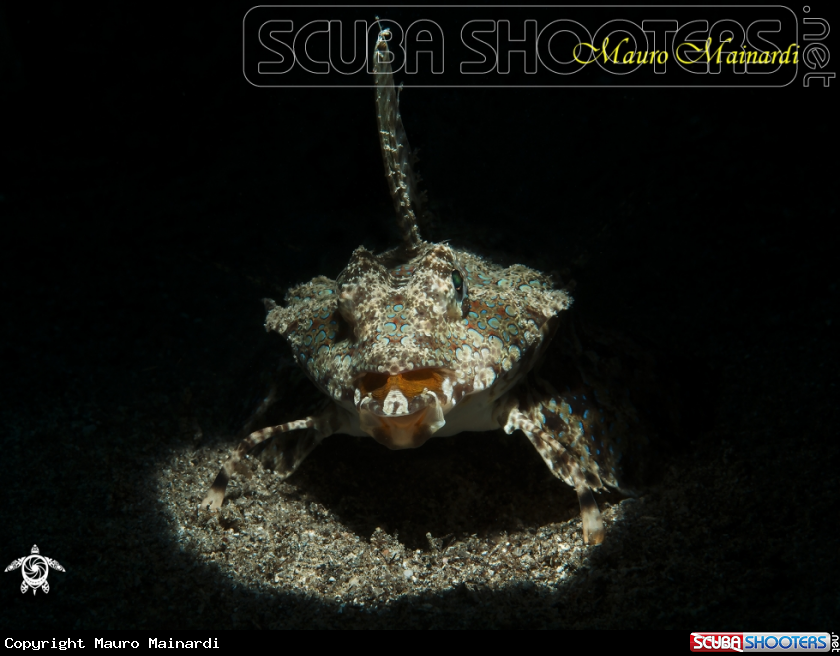 A Fingered dragonet