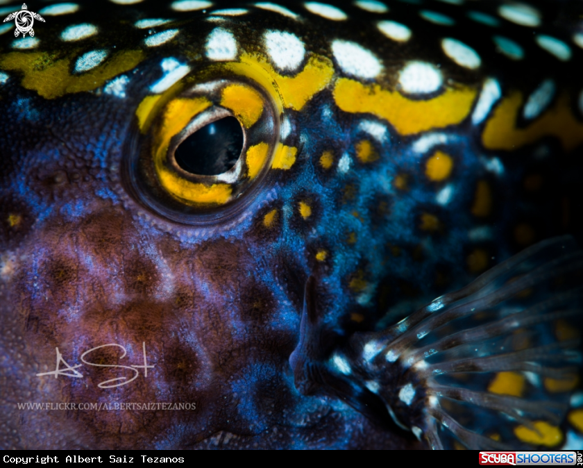A Spotted Boxfish
