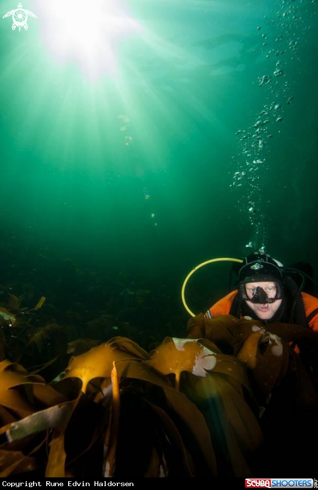A Kelp