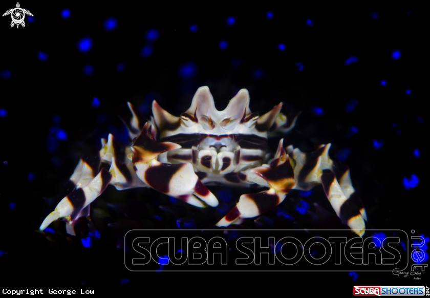 A Zebra Crab on fire Urchin