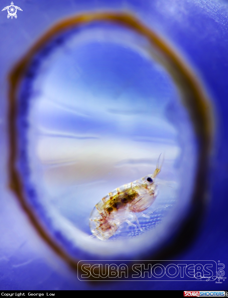 A Ladybug outside the window