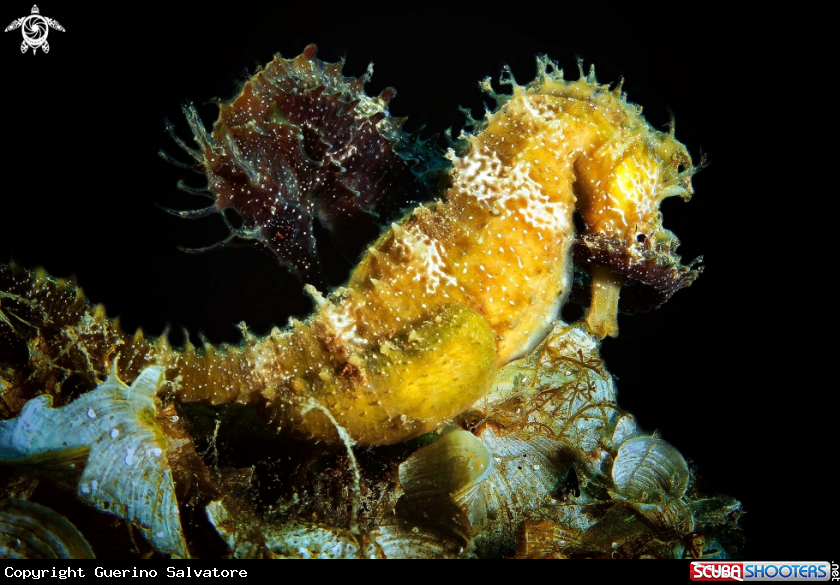 A Hippocampus