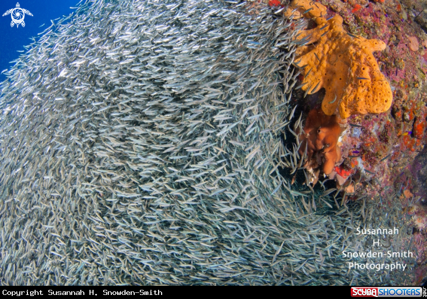 A Silversides