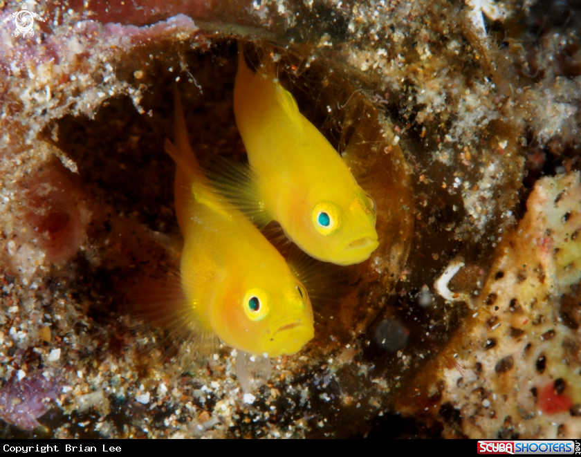 A Goby
