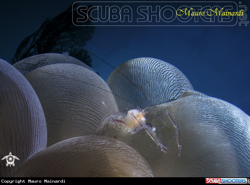 A Bubble shrimp